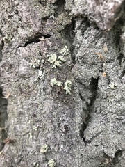 Ramalina baltica