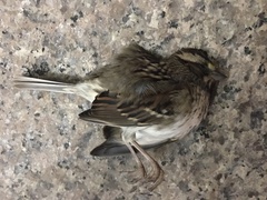 Zonotrichia albicollis