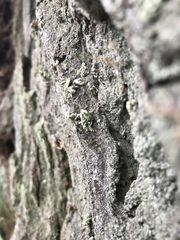 Ramalina baltica