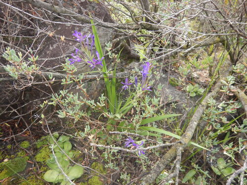 Babiana ecklonii