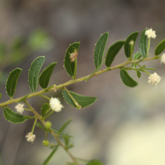 Acacia hispidula