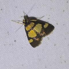 Deuterarcha xanthomela