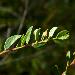 Acacia hispidula