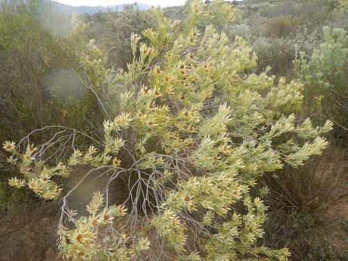 Greenflower Conebush (Leucadendron loranthifolium)