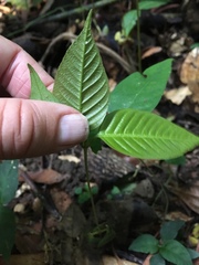 Dipterocarpaceae