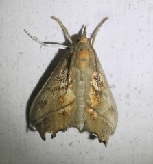 Styphlolepis hypermegas