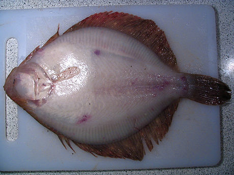 Windowpane Flounder