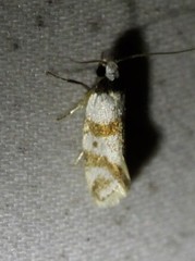 Isomoralla gephyrota