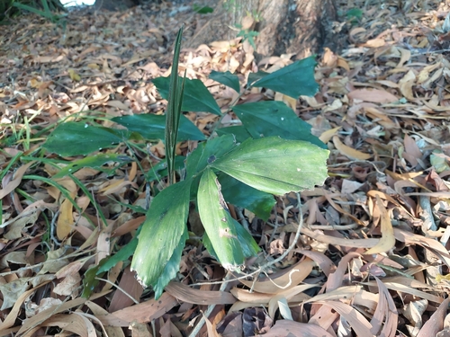 Burmese Fishtail-palm
