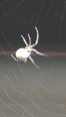 Larinioides cornutus