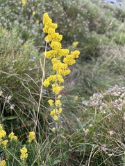 Echtes Labkraut (Galium verum): Herkunft und Verwendung — Foto 3