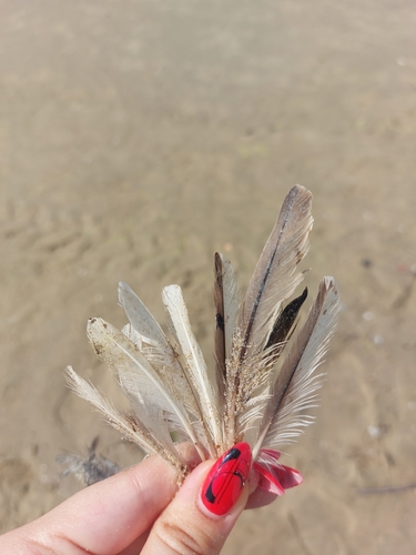 Plume de Grèbe à cou noir