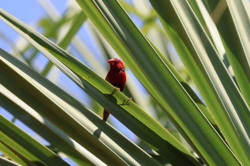 Crimson Finch