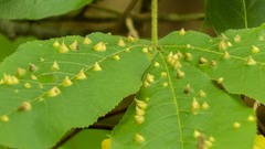 Phylloxera caryaefallax