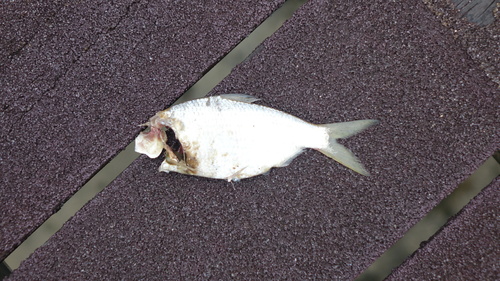 Anodontostoma chacunda observed 2025-08-23