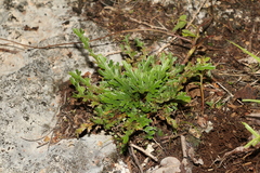 Selaginella convoluta