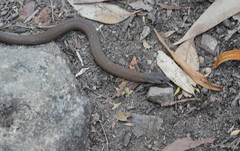Pygopus lepidopodus