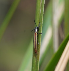 Eurispa vittata