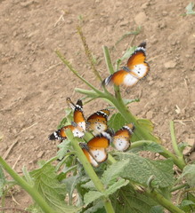 Danaus chrysippus alcippus