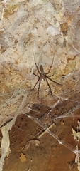 Psechrus
