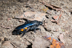 Pygodasis ephippium ephippium