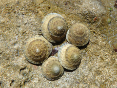 Bembicium vittatum