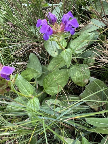 Large-flowered selfheal (Prunella grandiflora)