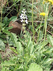 Stachys nigricans