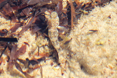 Bathygobius krefftii