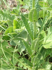 Stachys nigricans