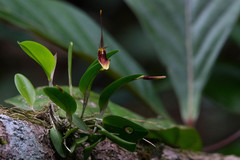Restrepia