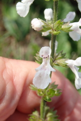 Stachys nigricans