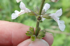 Stachys nigricans