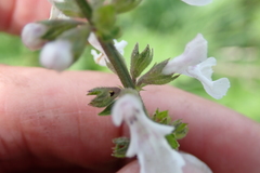 Stachys nigricans