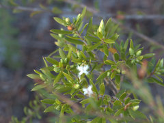 Styphelia margarodes
