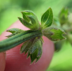 Stachys nigricans