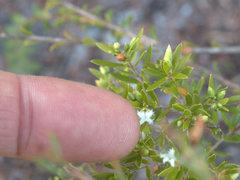 Styphelia margarodes