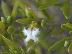 Styphelia margarodes