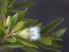 Styphelia margarodes