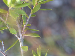 Styphelia margarodes