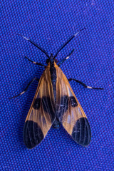 Dycladia