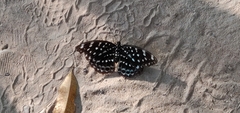 Lexias albopunctata albopunctata