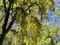 Laburnum