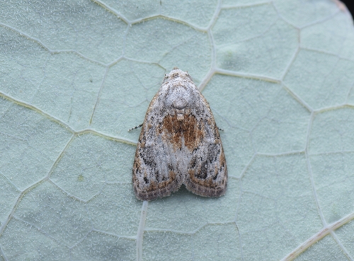 Evonima tianmuensis