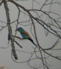 Coracias abyssinicus