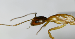 Camponotus nylanderi