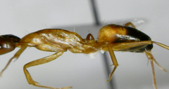 Camponotus nylanderi