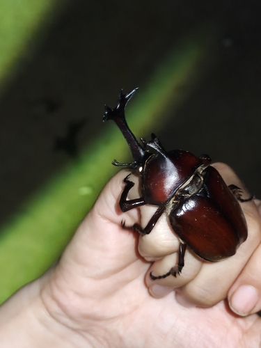Japanese Rhinoceros Beetle