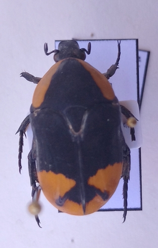 Pachnoda postica