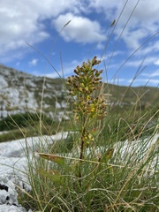 Verga d'oro comune (Solidago virgaurea): origine e usi — foto 3